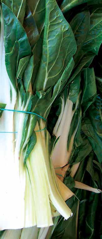 8 Famiglia delle Chenopodiaceae Bietola verde a costa bianca fogliame dal bel colore verde scuro molto brillante. Costa larga, croccante e di ottimo gusto.