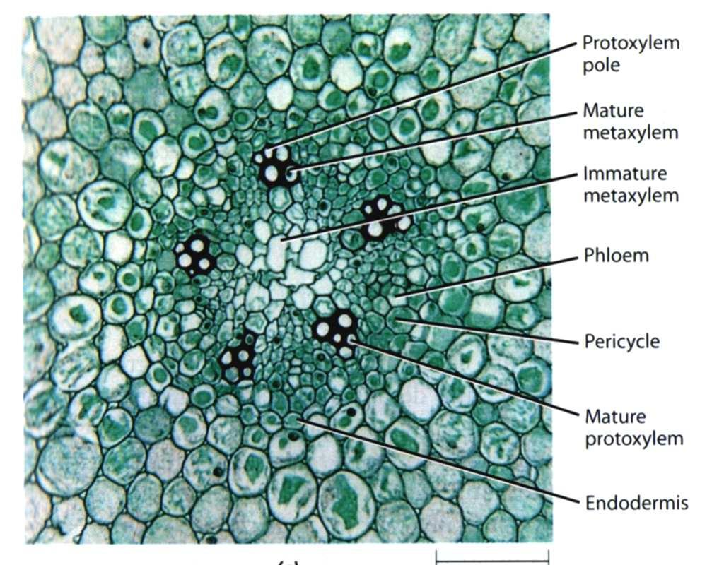 ZONA DI STRUTTURA PRIMARIA I tessuti sono ormai differenziati ed assolvono alla loro funzione. Trasporto ascendente Trasporto discendente Rivestimento Da Raven.
