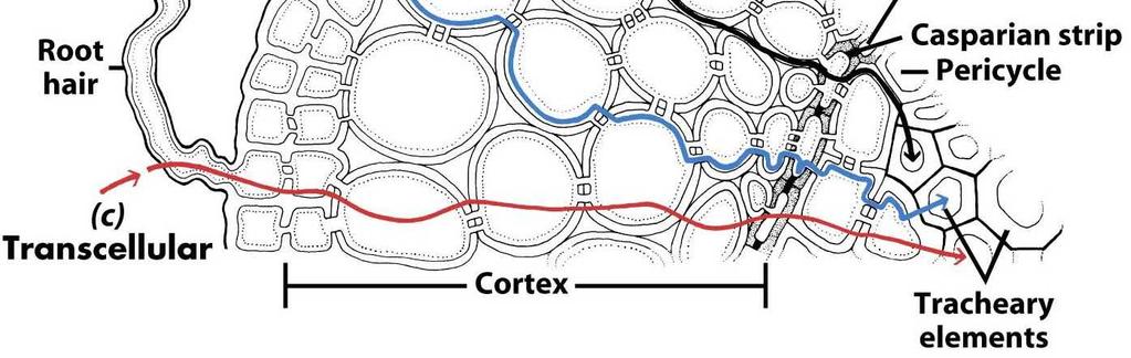 formazione Corteccia Cellule parenchimatiche