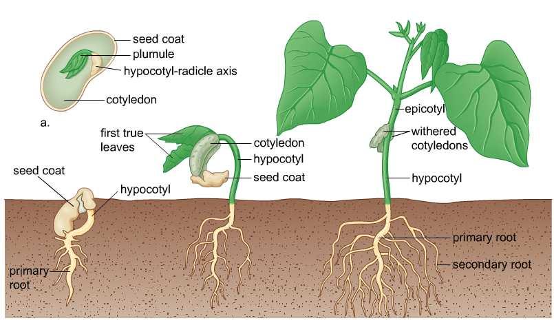 CORMO= RADICE+ FUSTO + FOGLIE APPARATO RADICALE Apparato/Sistema radicale: insieme di tutte le radici della pianta (radice principale e radici secondarie).