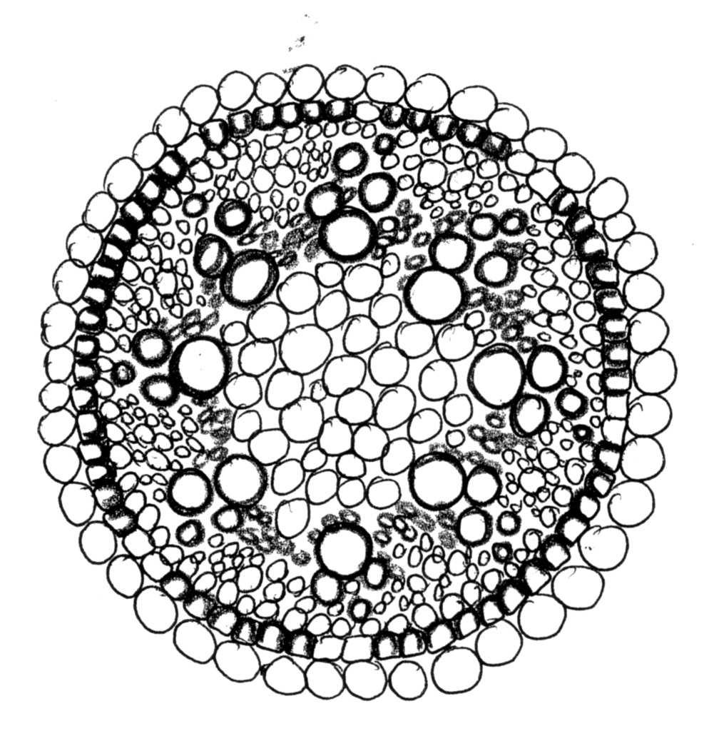 Periciclo Midollo Arca floematica Arca