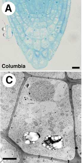 Apice meristematico columella Cuffia F g Statoliti (plastidi ricchi di amido per la