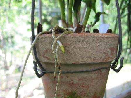 Tillandsia cyanea), radici aeree delle orchidee Vita limitata dei peli radicali