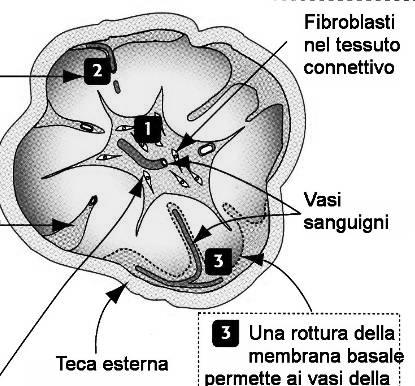 Dura circa 14 giorni: il follicolo si trasforma in corpo luteo, una ghiandola che inizia a secernere progesterone. LA FASE LUTEINICA 2.