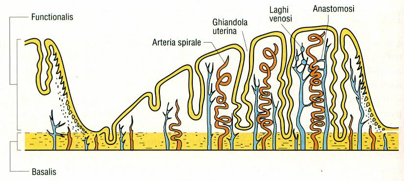 detriti e linfociti (1); (2) ghiandole intatte o