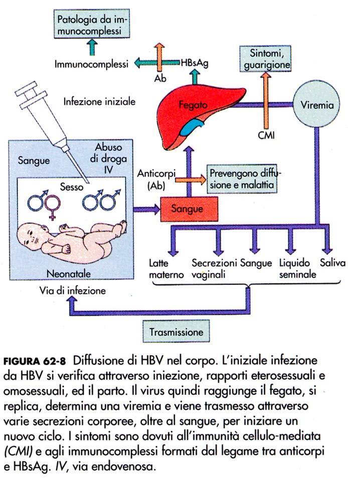 IL DANNO DEGLI EPATOCITI non è provocato direttamente dall HBV,ma si verifica in seguito alla reazione del sistema immunitario che si attiva nel tentativo di eliminare il virus.