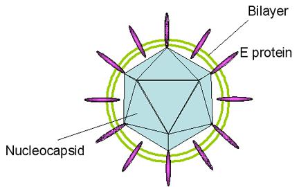 HCV= HEPATITIS C VIRUS Famiglia: Flaviviridae Genere: Non determinato Virione: di forma sferica, 38-50nm,fornito di envelope Genoma: RNA a singola elica,lineare e a polarità positiva, di 9.