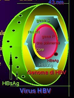 HBV= HEPATITIS B VIRUS Famiglia: Hepdnaviridae Genere: Ortohepadnavirus Virione: di forma sferica, 42nm rivestito di envelope Genoma: DNA a doppia elica con 4 geni: S (Ag di superficie) C (Ag core) P