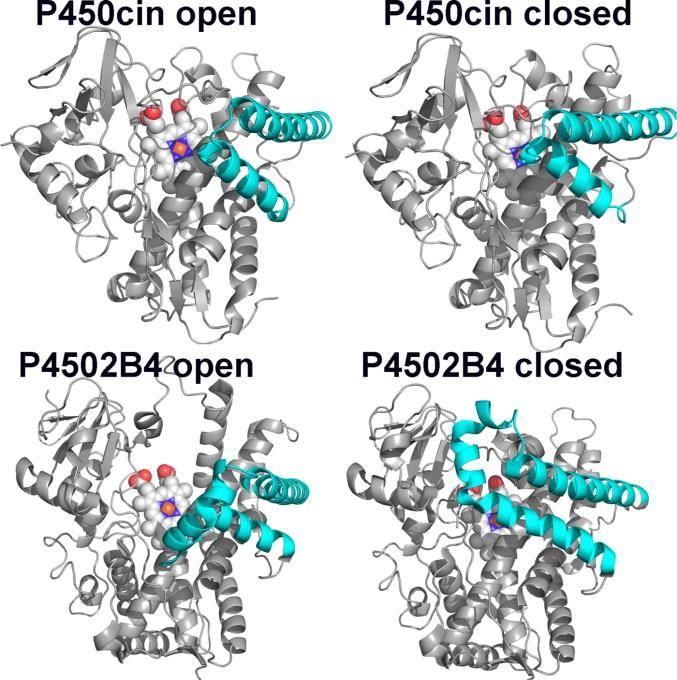 38 Sono stati caratterizzati molti enzimi tipo P-450, con masse molecolari tipicamente di circa 50 kda; hanno tutti una struttura molto simile.