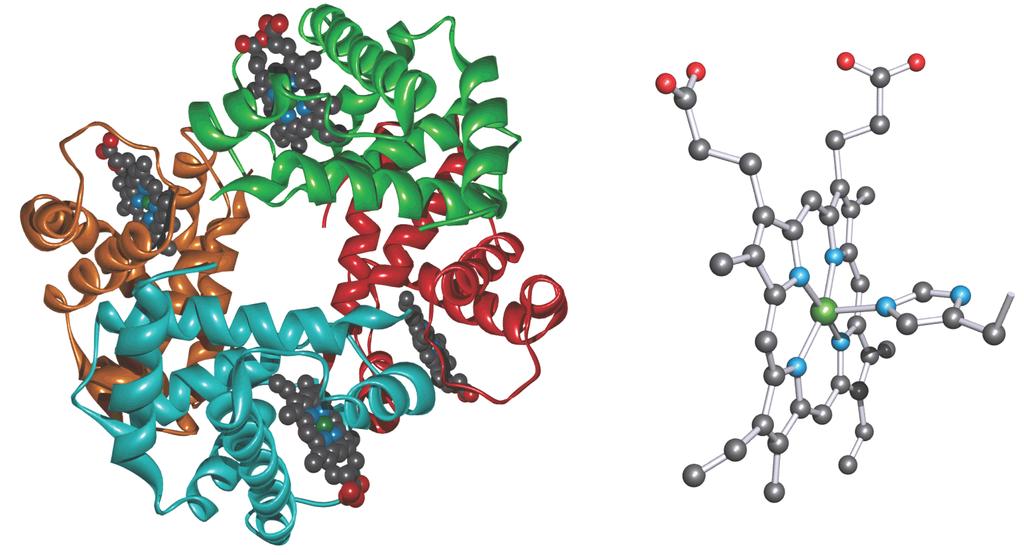 L emoglobina è una proteina globulare, un tetramero 2 2 composto da due coppie uguali ( e ) di catene peptidiche non legate covalentemente fra loro, formate rispettivamente da 141 e 146 amminoacidi,