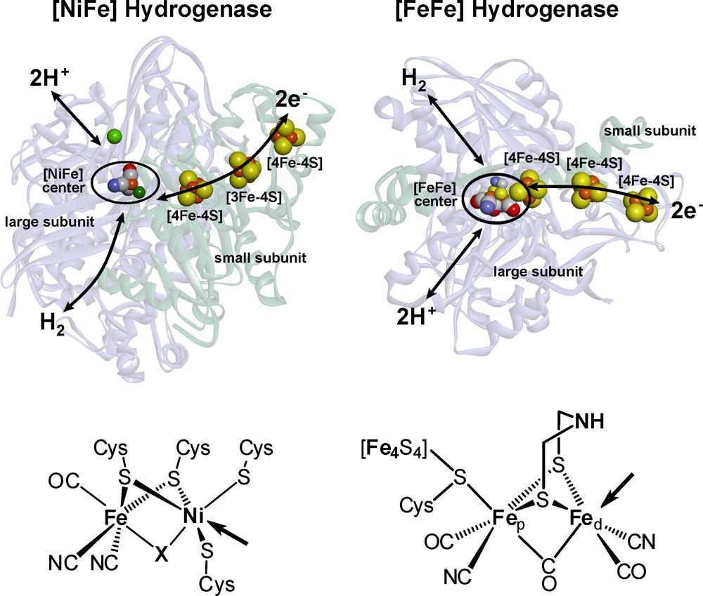 58 Nelle Fe-Ni idrogenasi il centro catalitico, sepolto al centro dell enzima, consiste di un complesso dinucleare Fe-Ni. Il Fe (Fe 2+ basso spin) è coordinato a un CO e due CN.