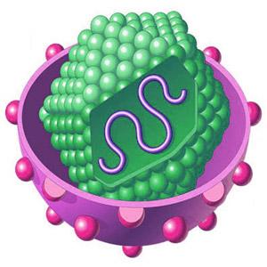 Virus Ø I virus ( dal latino veleno ) sono microrganismi di piccolissime dimensioni, costituiti essenzialmente di