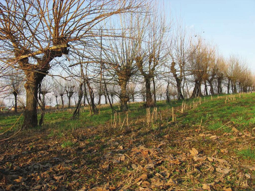 storico. Segnaletica in Viale Riviera Berica.