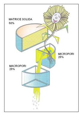 Contenuto idrico o umidità del suolo 81 Le costanti idrologiche del suolo Capacità idrica di campo (CC,