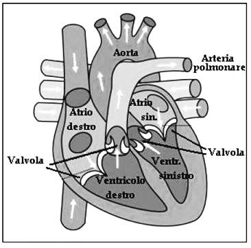 Il cuore è posizionato tra i polmoni, all incrocio tra grande e piccola circolazione e svolge la funzione di una pompa che mantiene il sangue in costante attività.