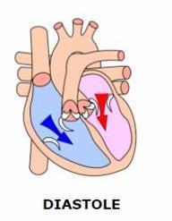 andare in senso contrario. I movimenti del cuore sono chiamati PULSAZIONI o BATTITI CARDIACI. Il tempo che passa tra un battito e l altro si chiama CICLO CARDIACO.