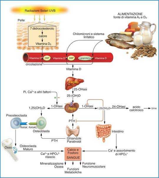 Metabolismo Vitamina D Il calcitriolo (1,25-diidrossi Vit.