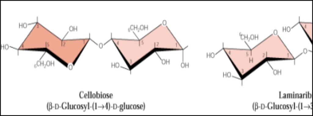 Cellobiosio, il mattone della componente fibrillare β 1,4 Cellobiosio Disaccaride formato dalla condensazione di due molecole di