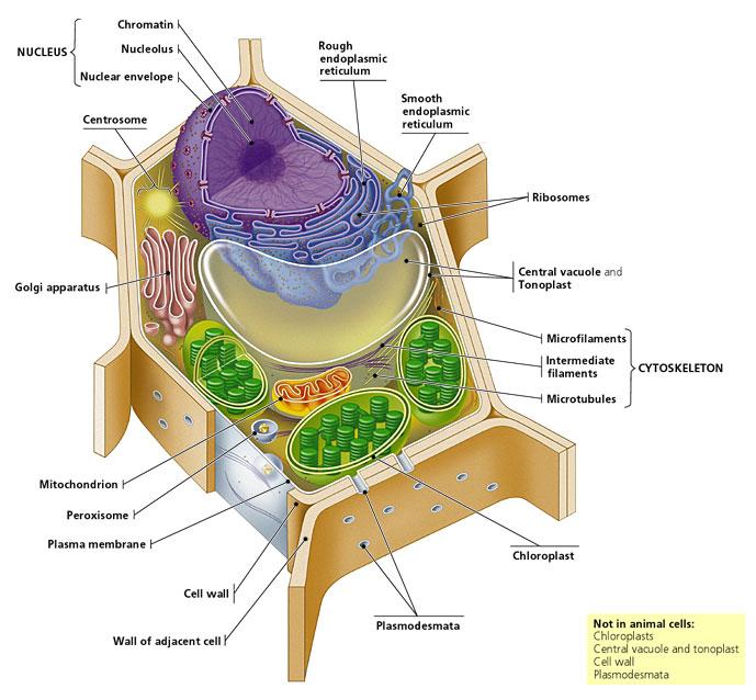 cromatina Nucleo nucleolo Membrana nucleare Centrosoma Reticolo endoplasmatico rugoso Reticolo endoplasmatico liscio Ribosomi Vacuolo e tonoplasto Apparato di Golgi