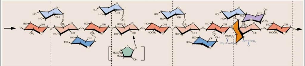 Xiloglucani Catena lineare di