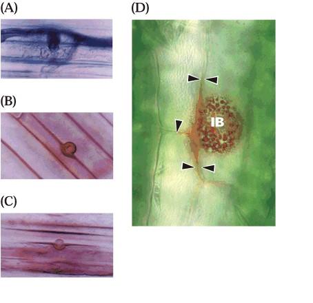 Ifa fungina tenta di penetrare in una cellula di mais La cellula produce una protuberanza della parete, la papilla La papilla è composta di callosio,