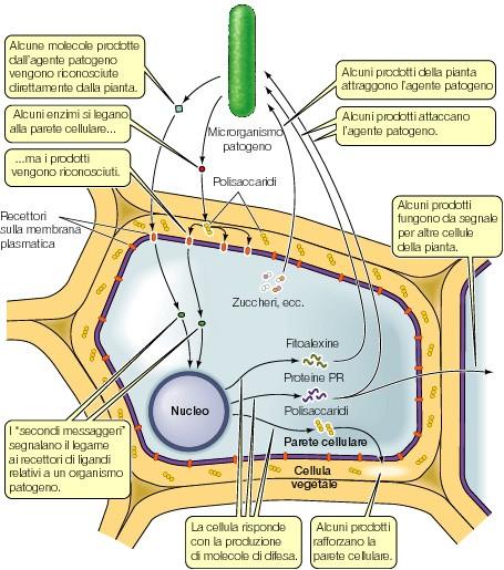 Interazione pianta-patogeno FITOALESSINE: metaboliti