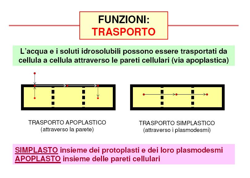 SIMPLASTO: insieme dei protoplasti e dei loro