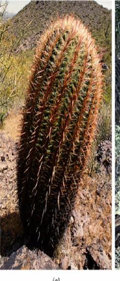 i funghi Macrocystis pyrifera Numerosi protisti Cactus barile Tutte le