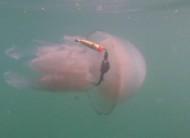 Come si orientano le meduse tra le correnti oceaniche? (Abbiamo presentato lo stralcio di un articolo tratto da «Le Scienze» per fornire un esempio di animali che si orientano attraverso onde sonore).