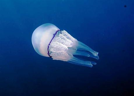 Lo schema di comportamento delle meduse rispetto all andamento delle correnti oceaniche consente anche di spiegare in che modo si originano le fioriture, cioè le anomale proliferazioni di centinaia