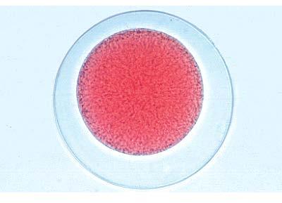 (figura 12) cellula non fecondata. (figura 13) cellule fecondate. L avvenuta fecondazione dimostra che l acqua in cui sono presenti i ricci non contiene nessun inquinante.