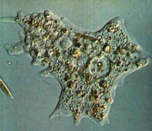 Il loro corpo non ha forma ben definita Si spostano molto lentamente grazie ad estensioni del citoplasma chiamate pseudopodi Alcuni possiedono gusci