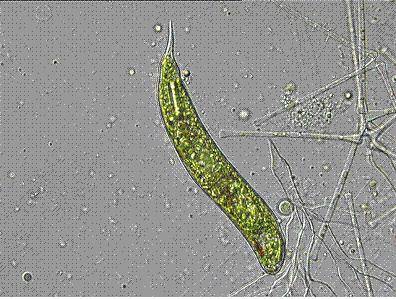 possono dividere in tre gruppi ALGHE UNICELLULARI Si