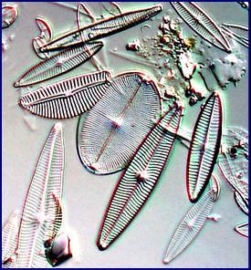 LE DIATOMEE (Crisophyta) Il corpo è ricoperto da un guscio di silice (composto chimico contenente silicio e ossigeno) simile