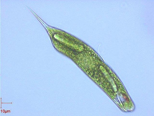 Rappresentante tipico: l Euglena, molto simile ai primi Protisti che