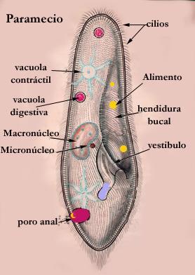 Vive in acqua dolce, stagnante, perciò in un ambiente dove la concentrazione di sali è molto più bassa di quella interna alla cellula.