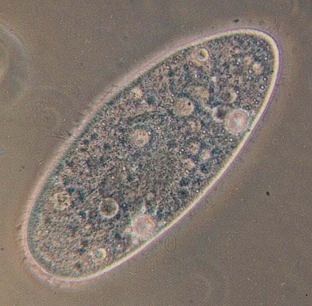 Si nutre principalmente di batteri che vengono introdotti all'interno del paramecio attraverso un'apertura della membrana cellulare, il citostoma, circondato da ciglia, poi attraverso un'altra