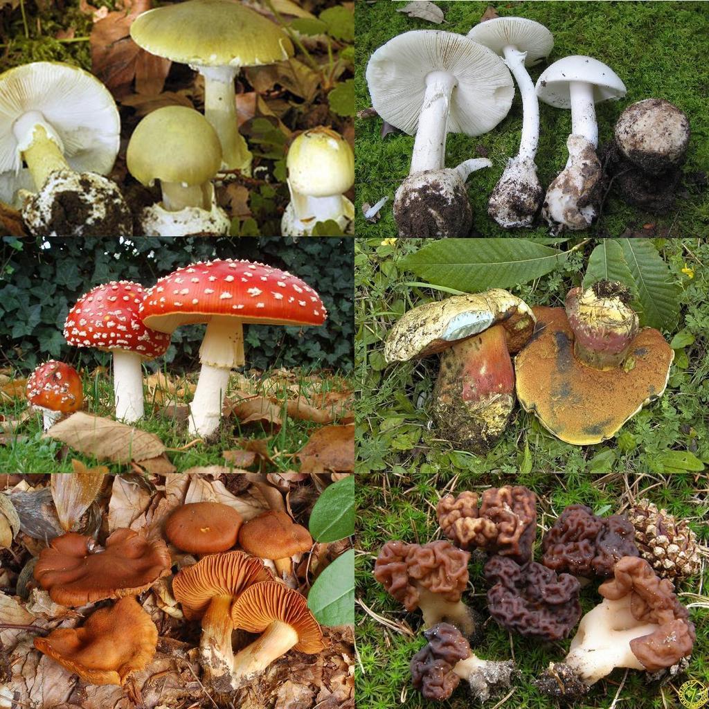 Regno dei funghi Appartengono a questo regno organismi
