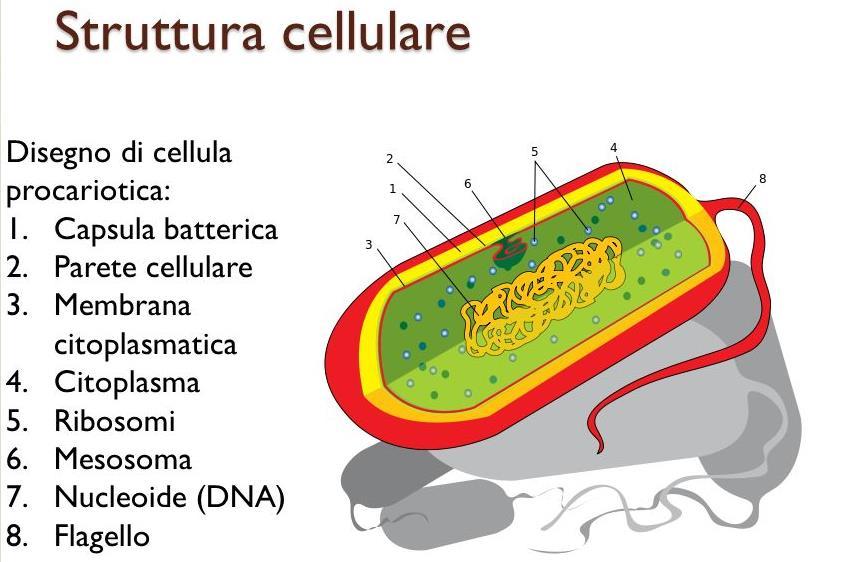Regno delle Monere: I batteri Alcuni batteri risultano molto piccoli e misurano da 0,4 micron a 1,4 micron (1 micron = 1 millesimo di millimetro) Non avendo un nucleo l unico cromosoma fatto di DNA