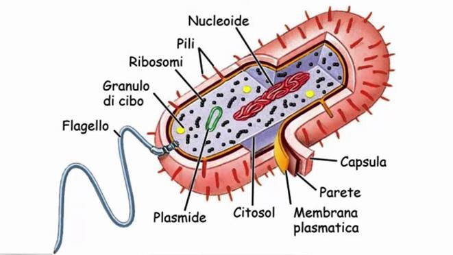 Regno delle Monere: I batteri I batteri possono avere - uno o più flagelli filamenti lunghi usati per il movimento - Numerosi pili brevi
