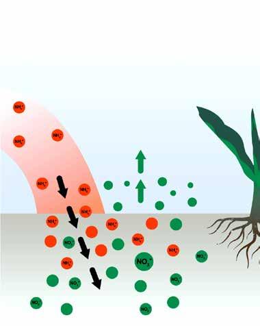 N-Lock Caratteristiche Migliora l efficienza della nutrizione azotata per gli agricoltori e l ambiente N-Lock è un inibitore della nitrificazione che rallenta in maniera