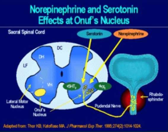 DULOXETINA SNRI: inibitore del re-uptake della serotonina e NE Si pensa che agisca a livello