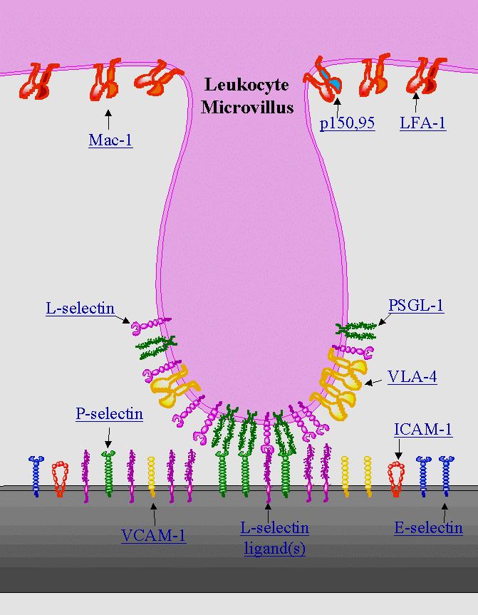 Molecole di adesione Attivata dalle chemiochine Lymphocyte Function- Associated Antigen-1 Interagisce con le mucine MAdCAM-1, GlyCAM-1 e CD34.