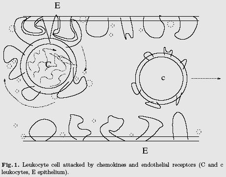 Ruolo di recettori e chemiochine 1. Legame recettore-recettore rallenta i leucociti. 2. Produzione di chemiochine (da parte di epitelio e batteri) induce un segnale all interno dei leucociti. 3.