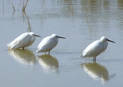 Birdwatching, qui si può osservare, tra gli altri,