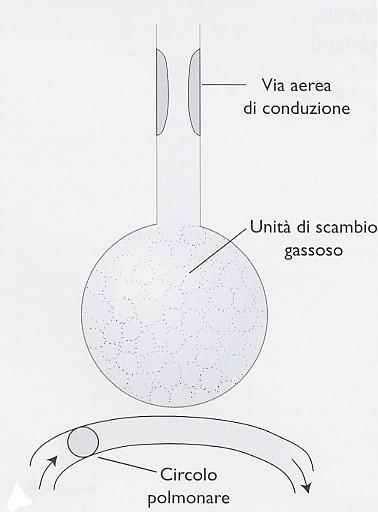 Insufficienza respiratoria ipossiemica ( insufficienza( polmonare ) Caratteri Malattia che interessa il comparto polmonare Diminuzione dello scambio gassoso tra gli alveoli e il sangue dei capillari