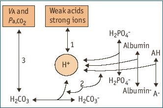 The relation between Pco 2 and HCO 3 - in samples of isotonic saline with 25 meq/l NaHCO 3 (unbuffered solution), in samples of