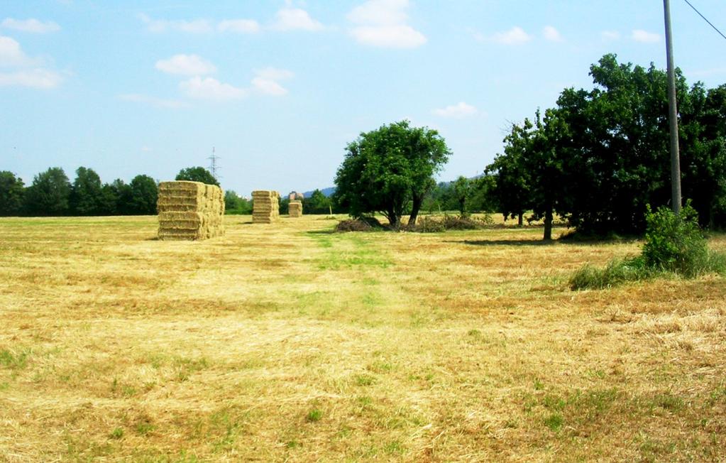 ...e infine Il Comune di Bologna sta lavorando anche al tavolo Agricoltura del Piano di Sviluppo Metropolitano Sottogruppo Agricoltura urbana e periurbana - per una pianificazione uniforme delle aree