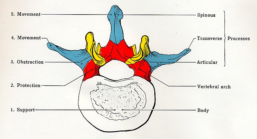 Caratteri generali delle vertebre