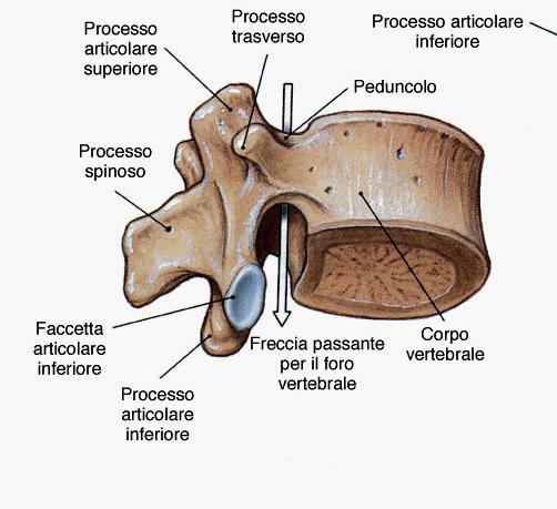 Caratteri